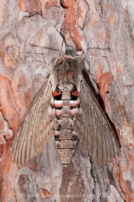 falena da identificare - Agrius convolvuli